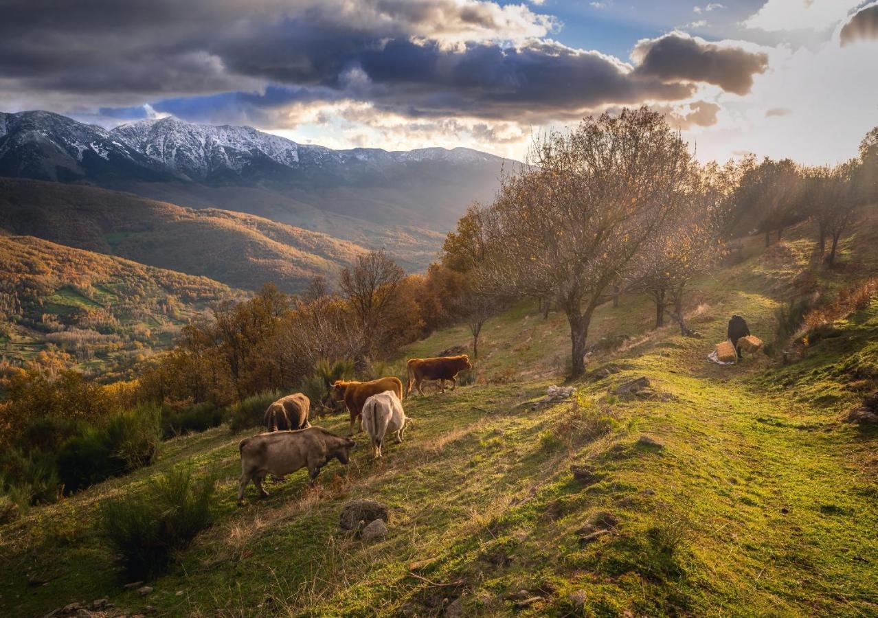 Casa Rural Arbequina Despierta Tus Sentidos En El Valle Del Ambroz Casas del Monte エクステリア 写真