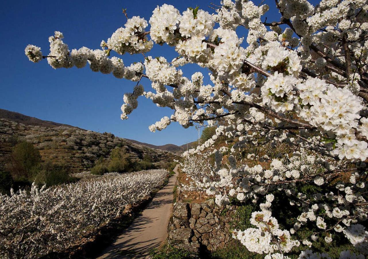 Casa Rural Arbequina Despierta Tus Sentidos En El Valle Del Ambroz Casas del Monte エクステリア 写真